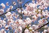 Cherry Orchard